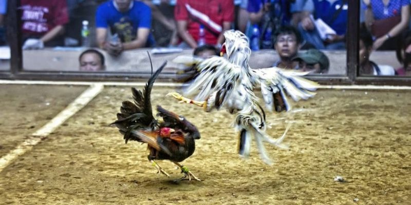 58win1 qq88 bắn cá